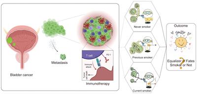 Assessing the predictive value of smoking history for immunotherapy outcomes in bladder cancer patients